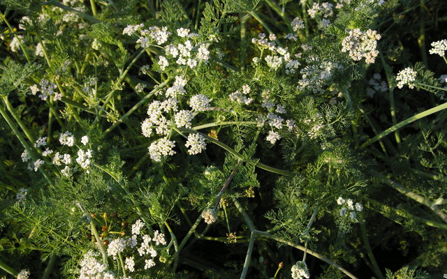 Capnophyllum lutzeyeri